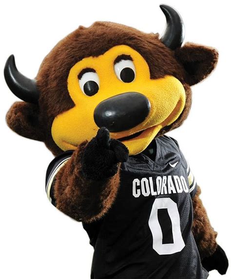 Colorado buffaloes mascot chip
